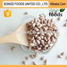 Export large white kidney beans